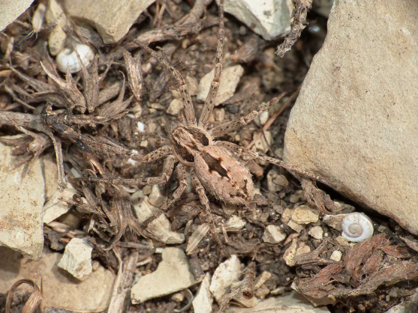 Thanatus sp.
